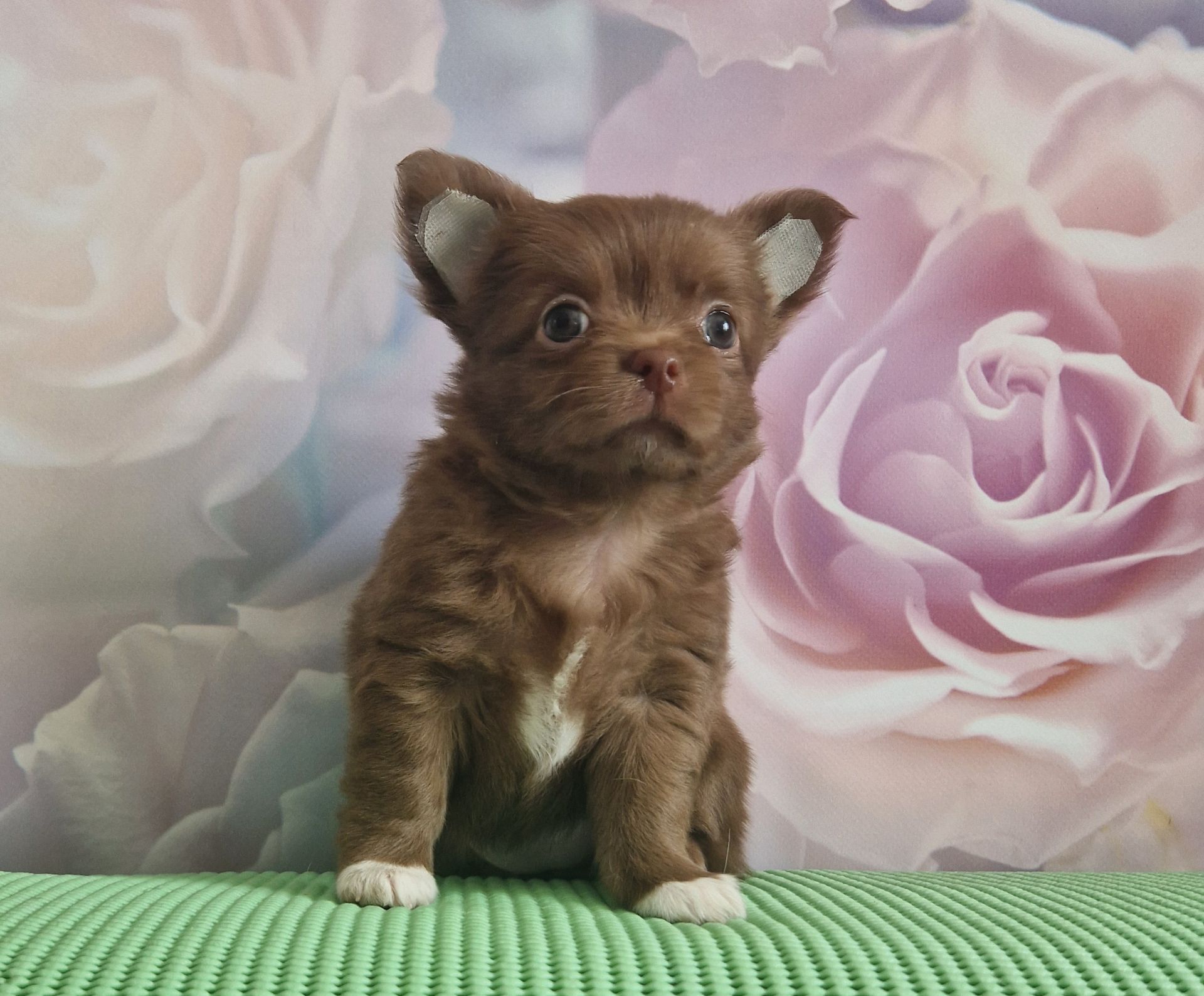 Неймовірні чіхуахуа