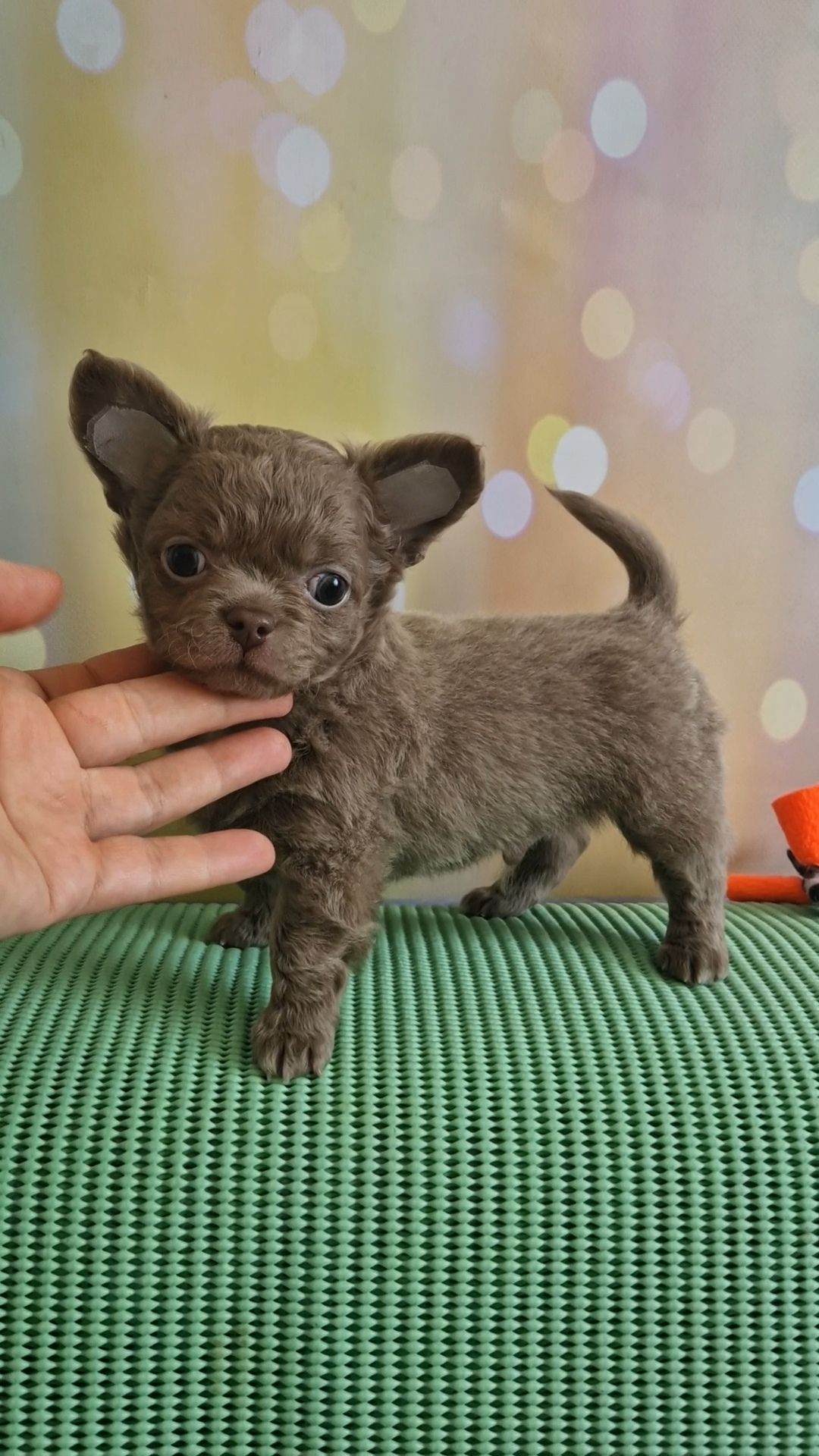 Неймовірні чіхуахуа