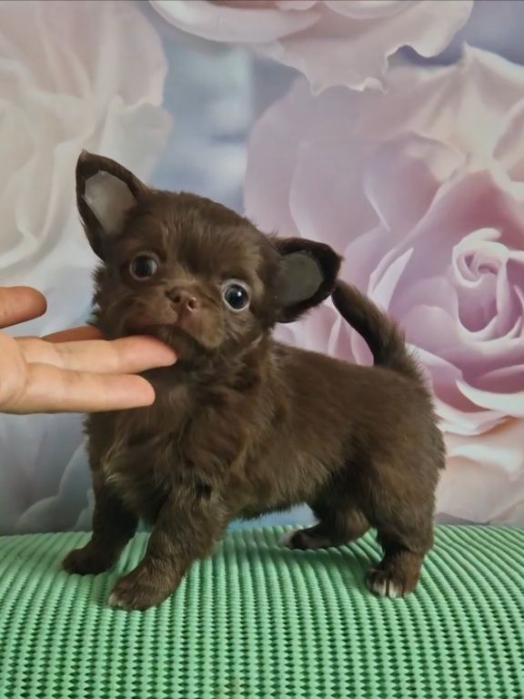 Неймовірні чіхуахуа