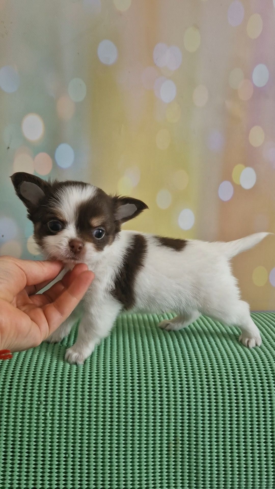 Неймовірні чіхуахуа