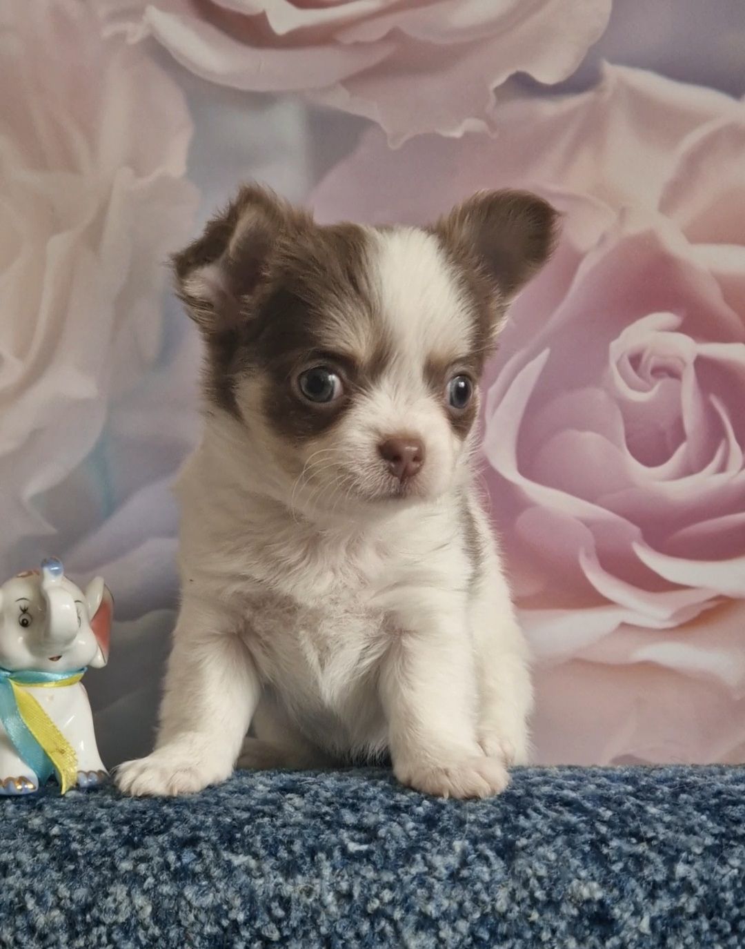 Неймовірні чіхуахуа