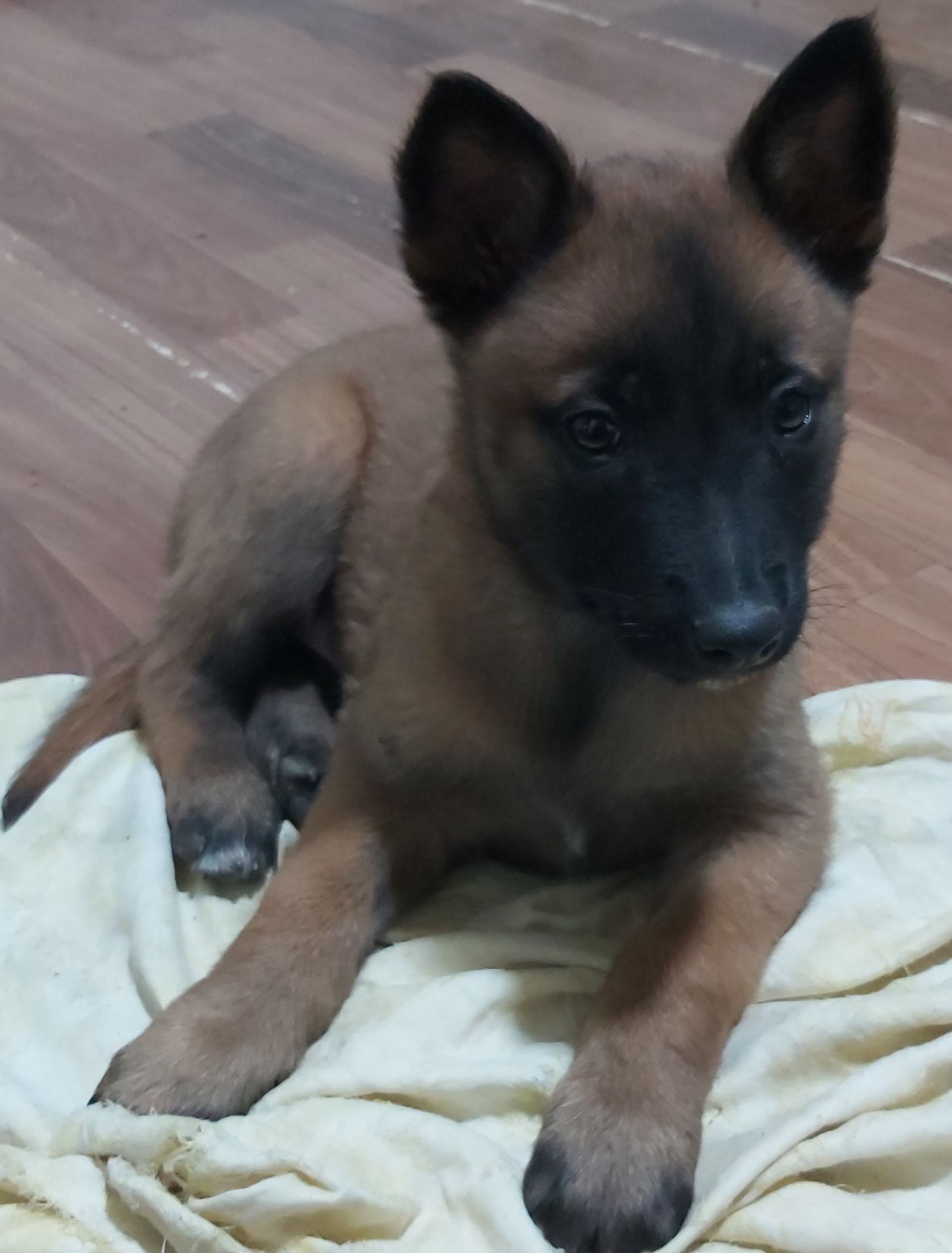 Драйвові та неймовірні цуценята Бельгійської вівчарки Малінуа