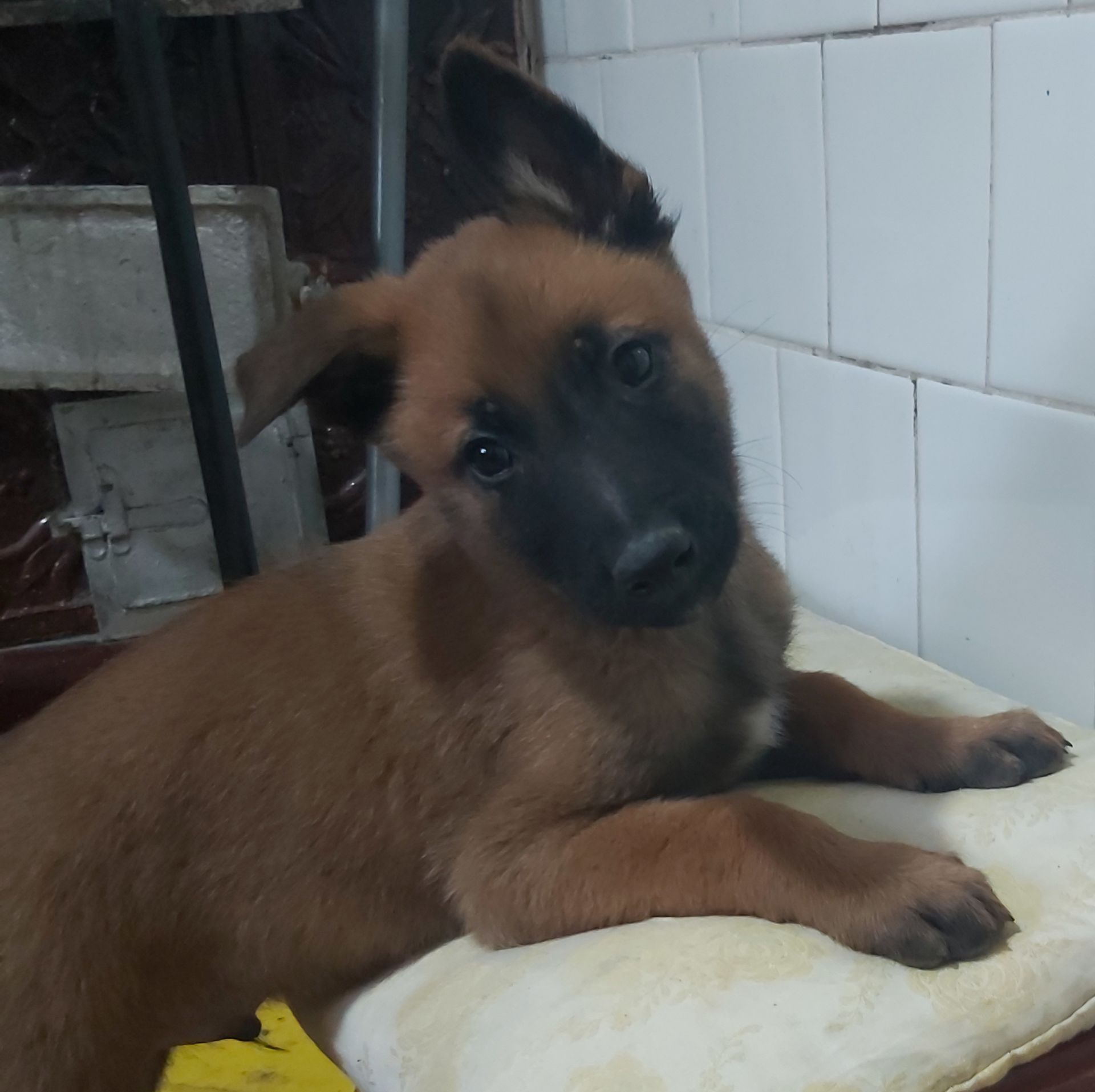 Драйвові та неймовірні цуценята Бельгійської вівчарки Малінуа