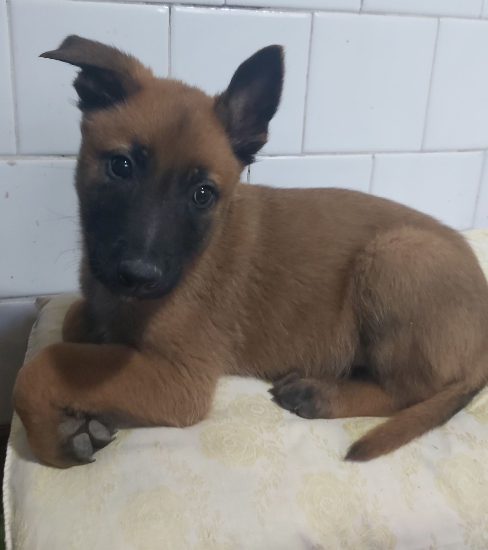 Драйвові та неймовірні цуценята Бельгійської вівчарки Малінуа