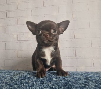 Неймовірні чіхуахуа