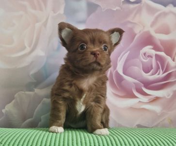 Неймовірні чіхуахуа