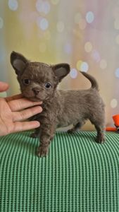 Неймовірні чіхуахуа