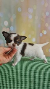 Неймовірні чіхуахуа