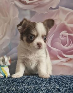 Неймовірні чіхуахуа