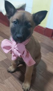 Драйвові та неймовірні цуценята Бельгійської вівчарки Малінуа