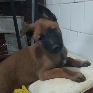 Драйвові та неймовірні цуценята Бельгійської вівчарки Малінуа