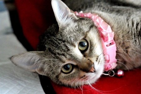 Кошеня Моніка