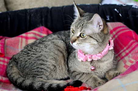 Кошеня Моніка