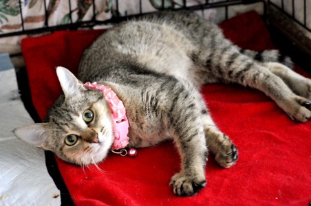 Кошеня Моніка