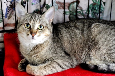 Кошеня Моніка