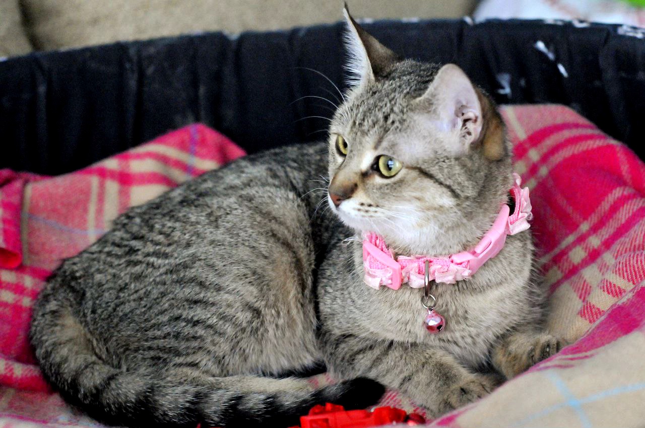 Ніжна Моніка, кошеня