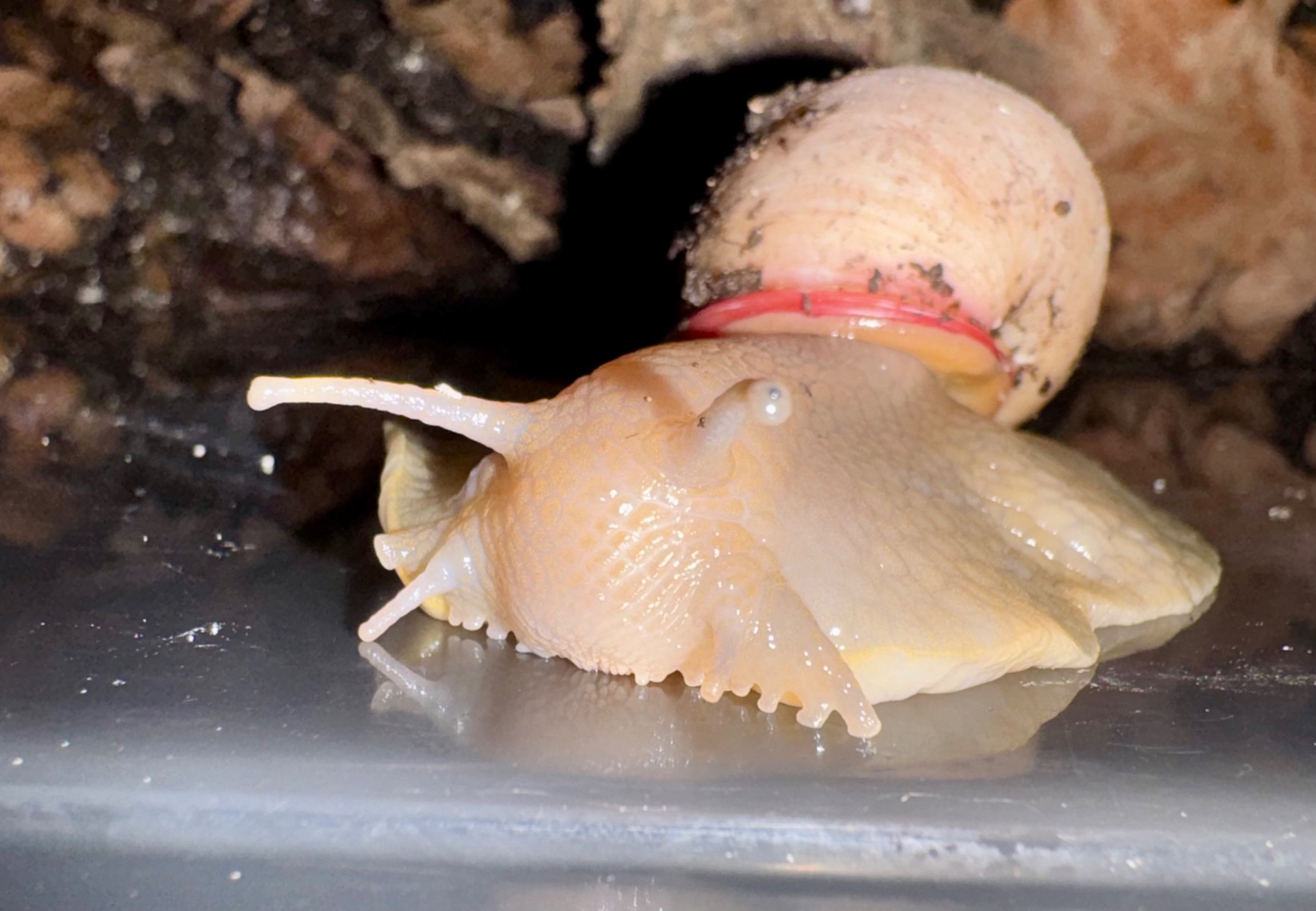 Acavus haemastoma haemastoma