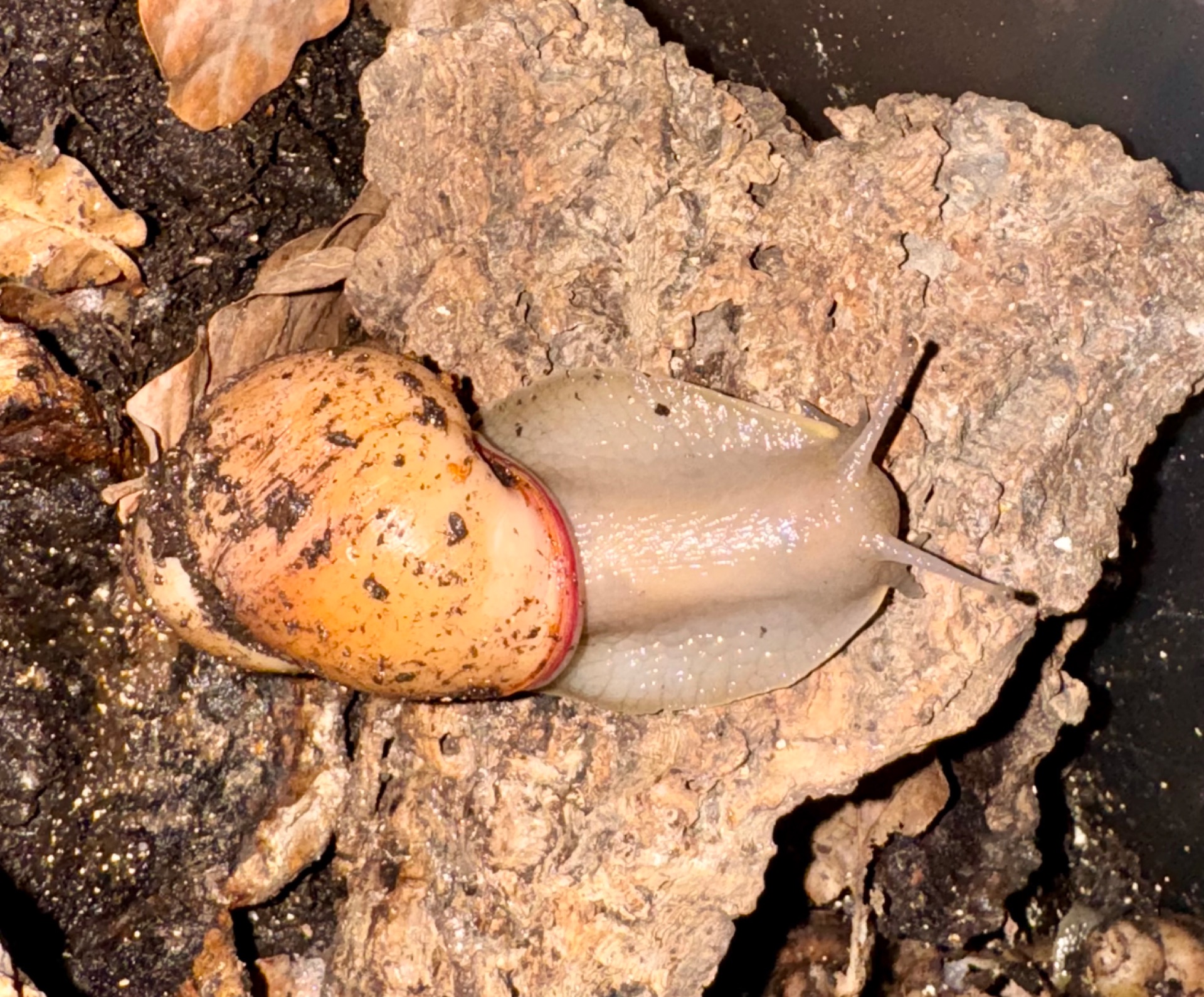 Acavus haemastoma haemastoma