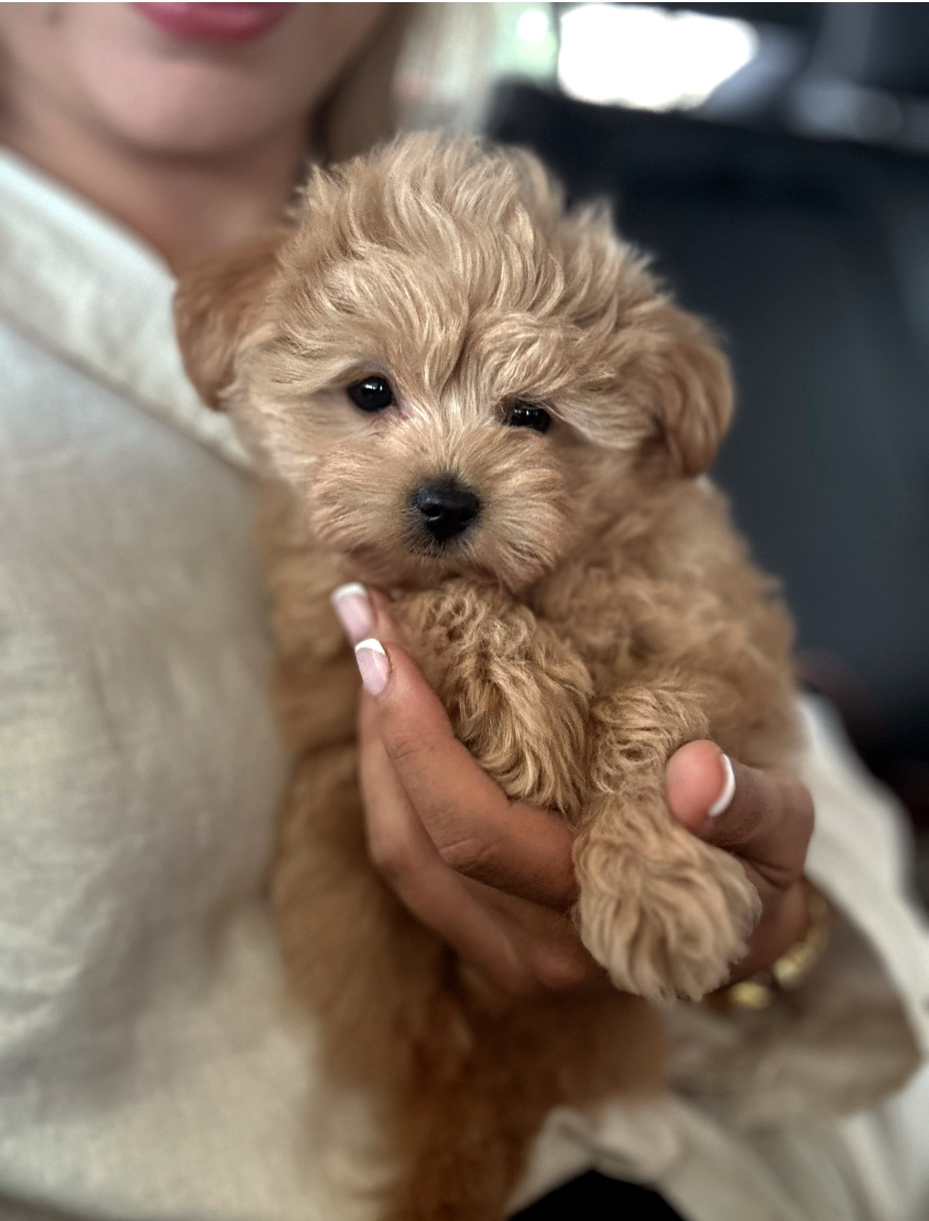 Розкішні мальтипу f1/f2