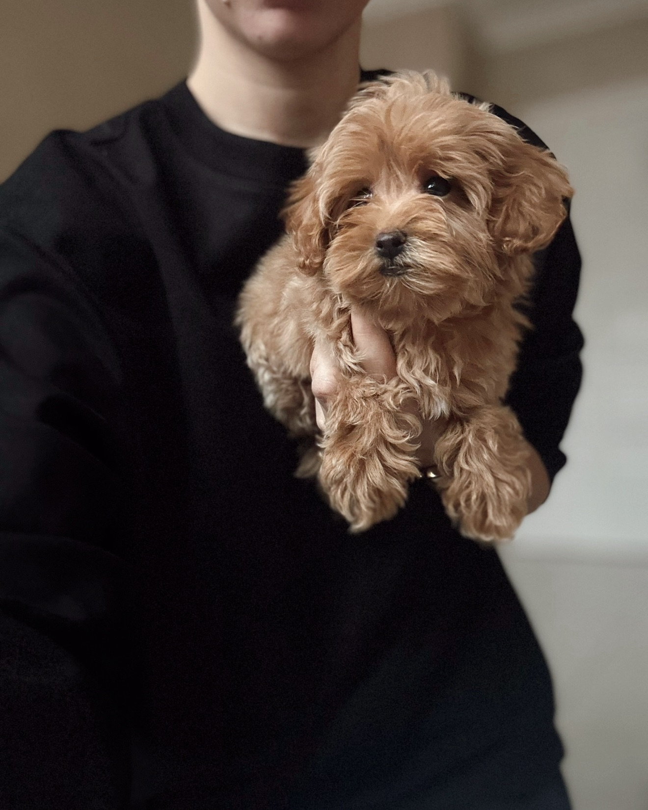 Розкішні мальтипу f1/f2