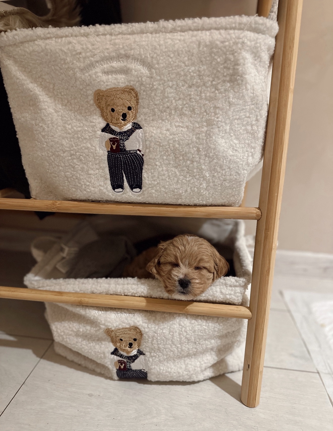 Розкішні мальтипу f1/f2