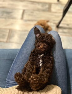 Розкішні мальтипу f1/f2