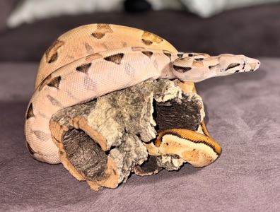Імператорський удав Normal het Sharp Albino
