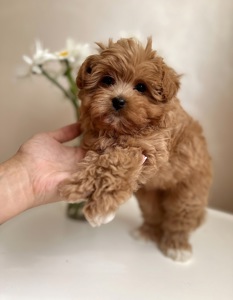 Розкішні мальтипу f1/f2