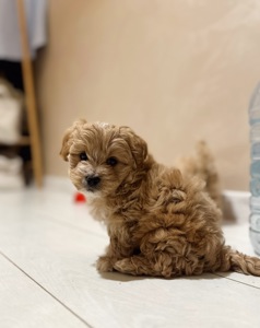 Розкішні мальтипу f1/f2