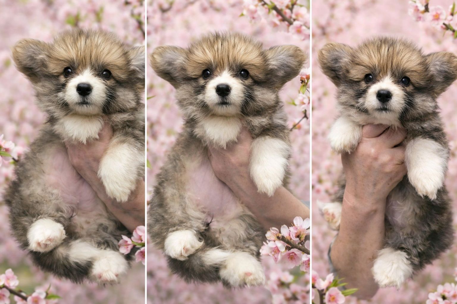 Цуценя вельш коргі пемброк, дівчинка, 2 місяці