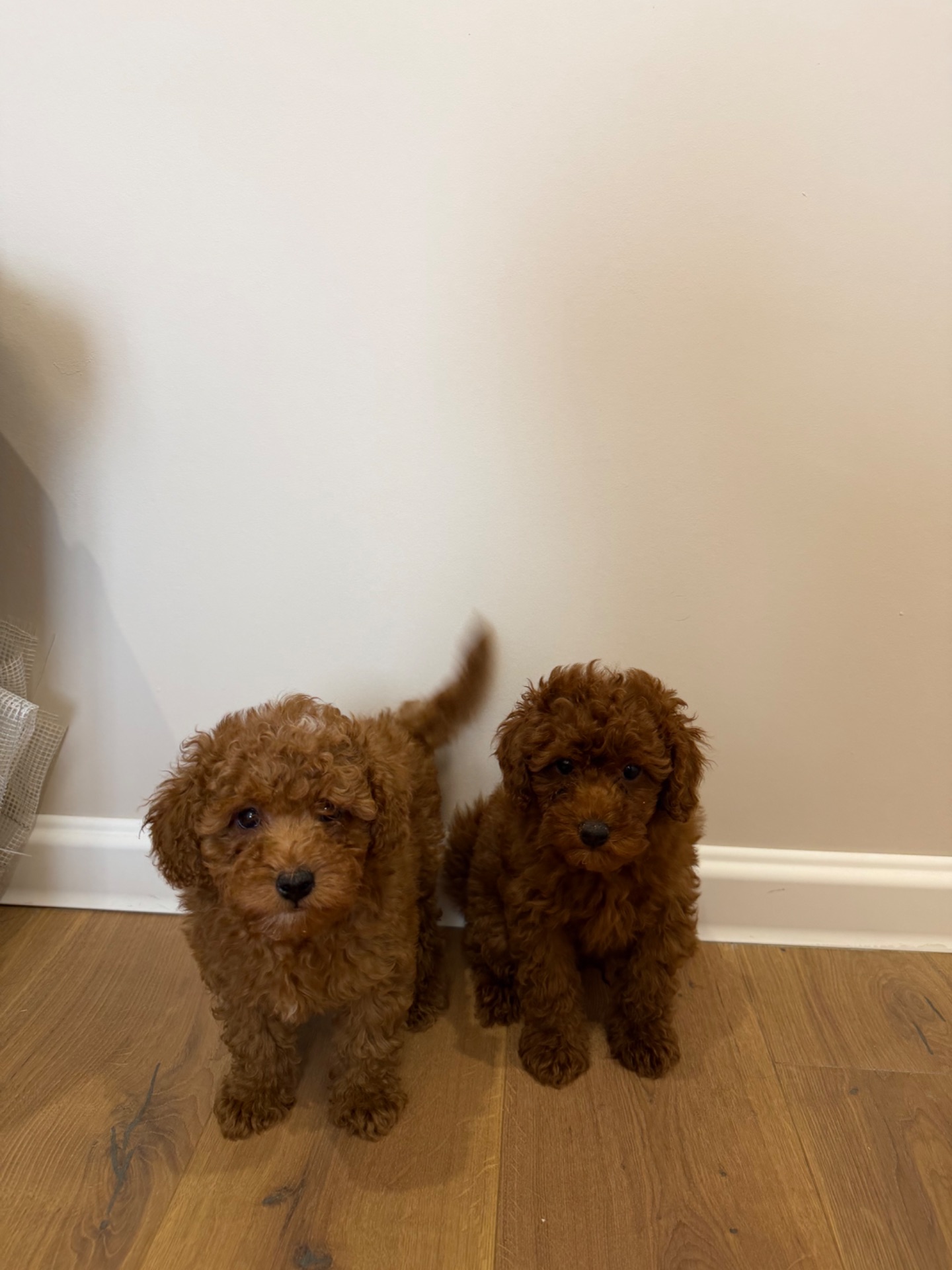 Продаю породистих Мальтіпу з усіма документами