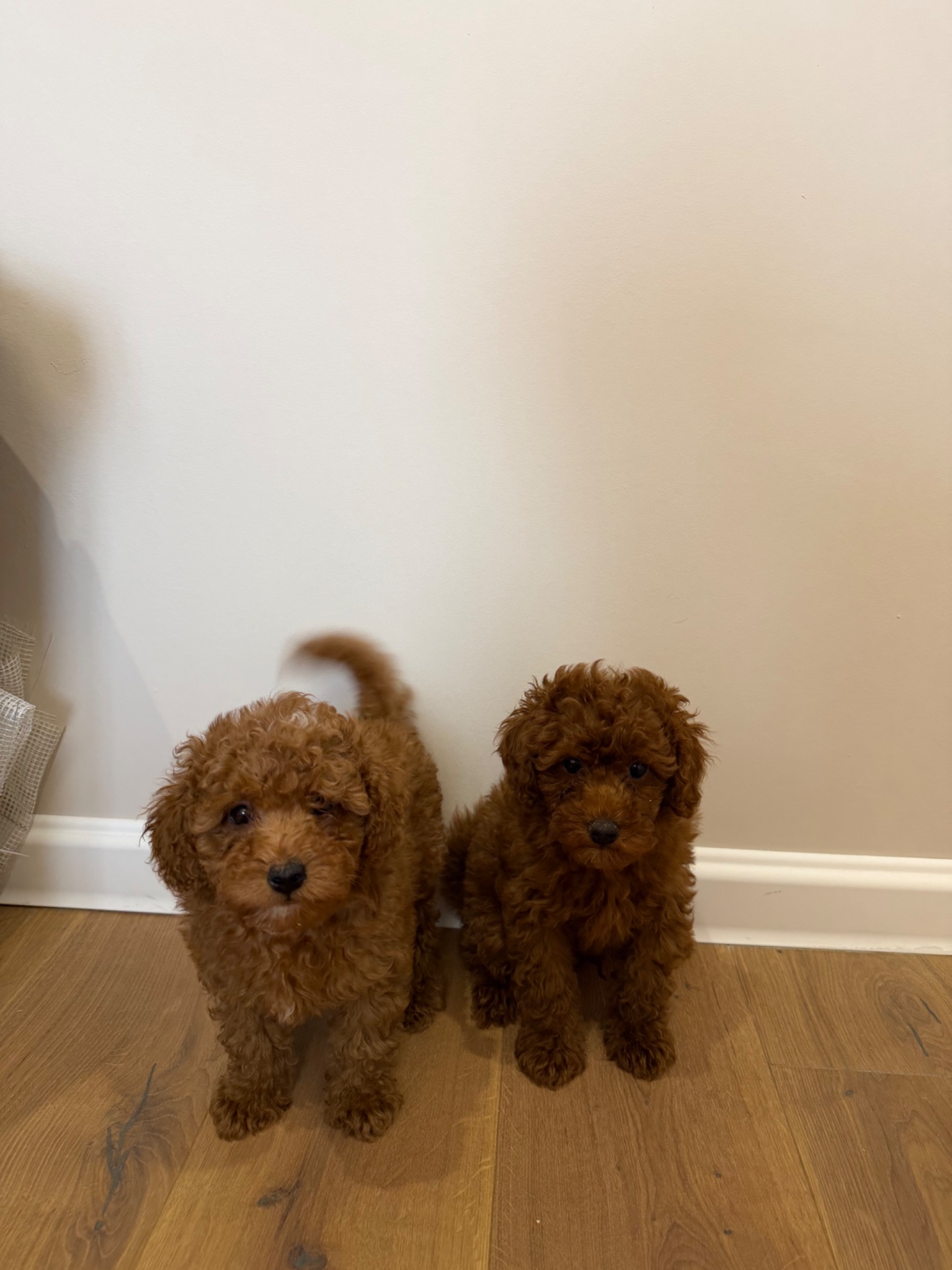 Продаю породистих Мальтіпу з усіма документами