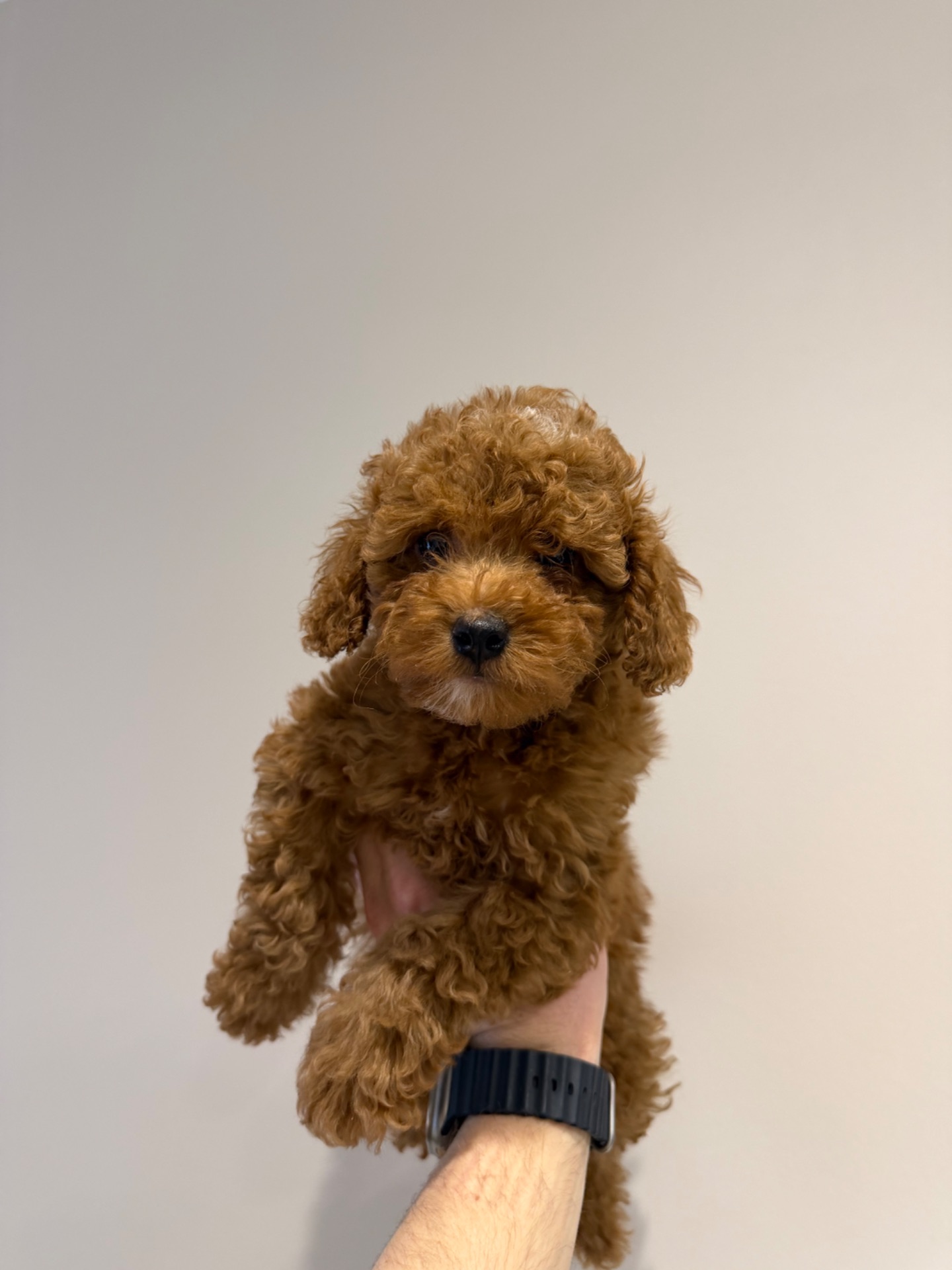 Продаю породистих Мальтіпу з усіма документами