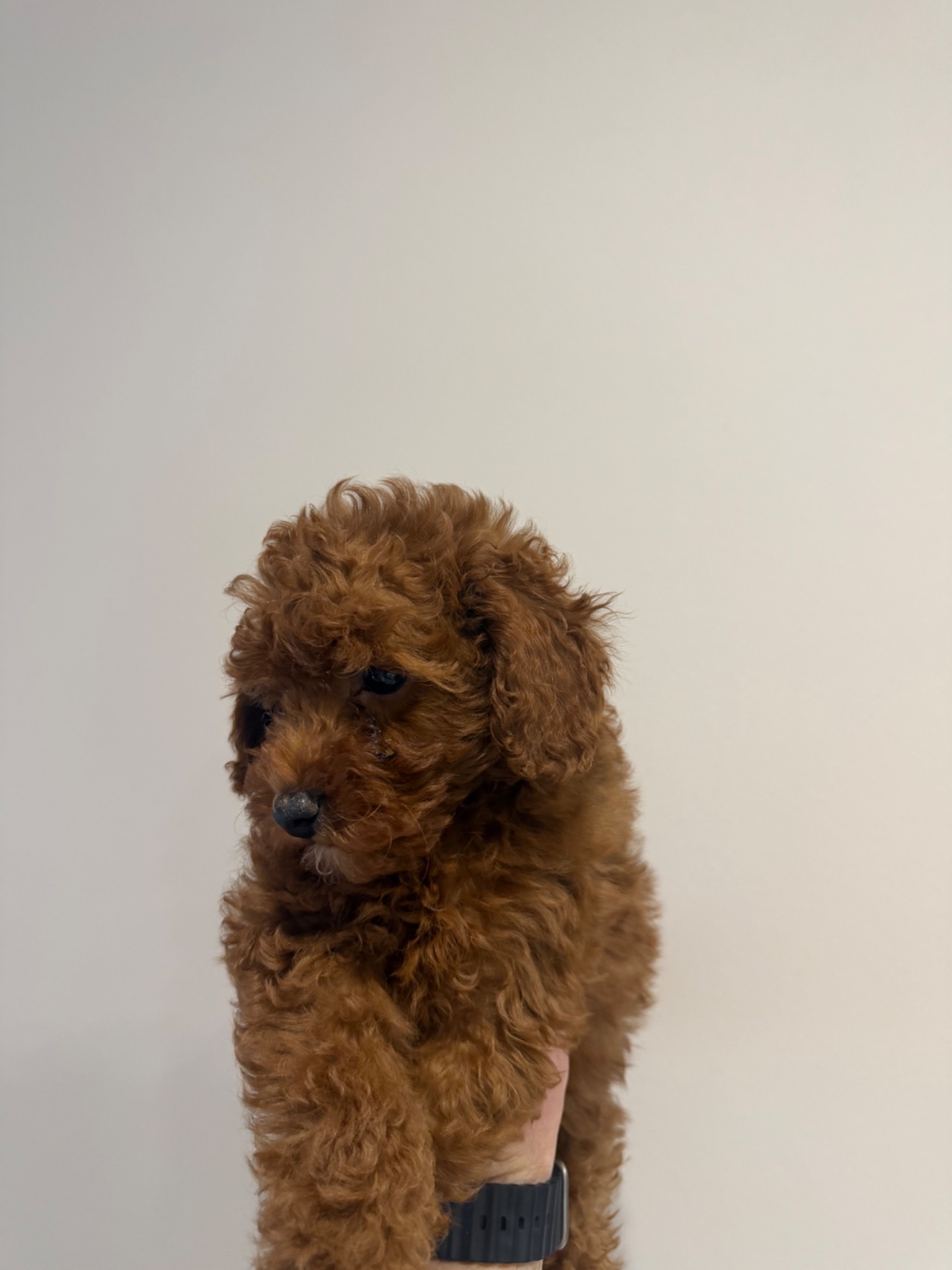 Продаю породистих Мальтіпу з усіма документами