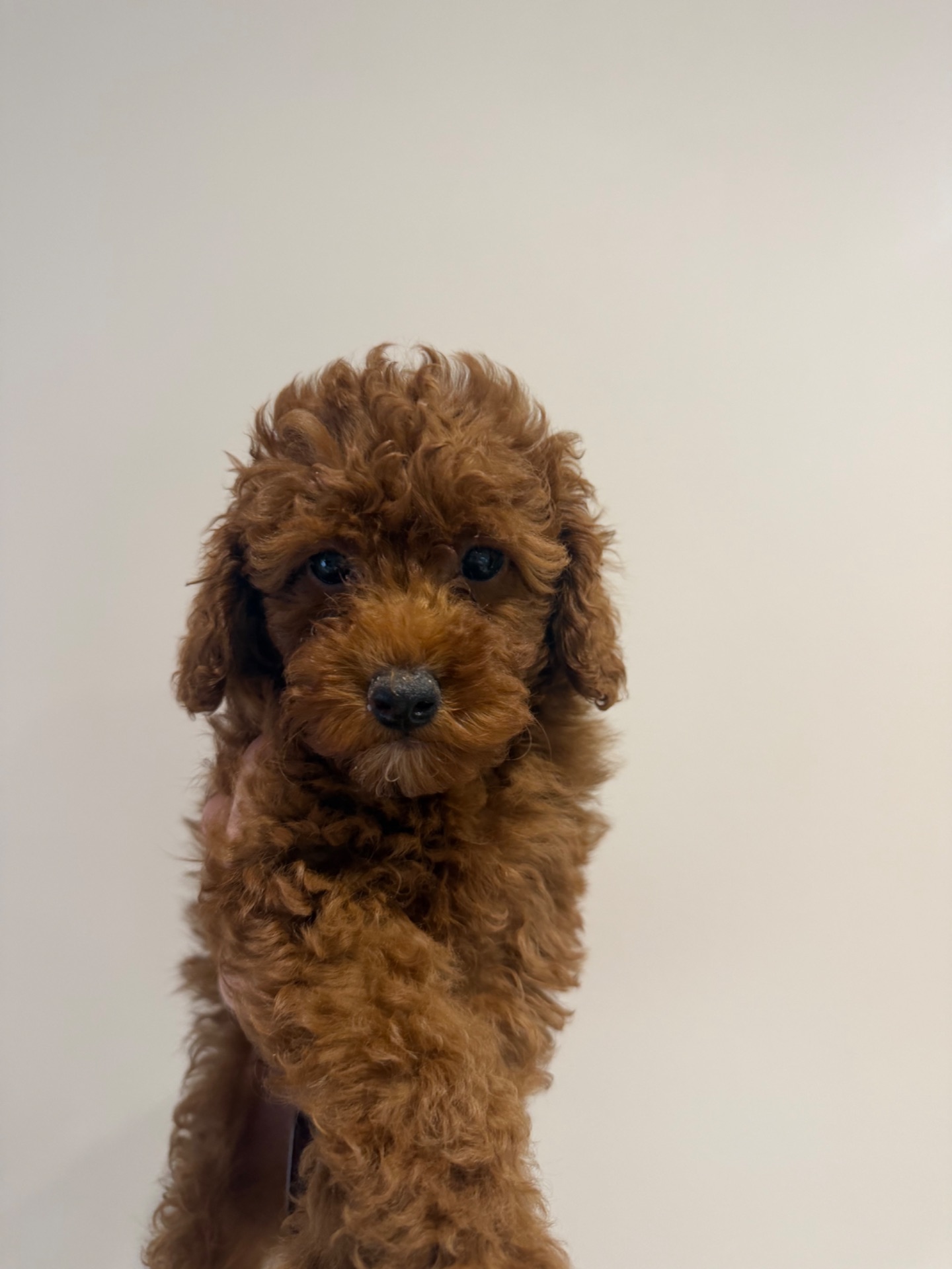 Продаю породистих Мальтіпу з усіма документами