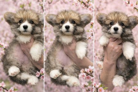 Цуценя вельш коргі пемброк, дівчинка, 2 місяці