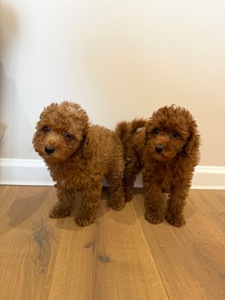 Продаю породистих Мальтіпу з усіма документами