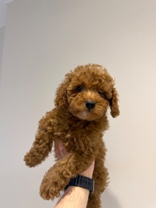 Продаю породистих Мальтіпу з усіма документами