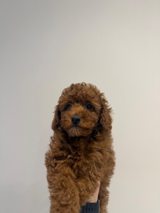 Продаю породистих Мальтіпу з усіма документами