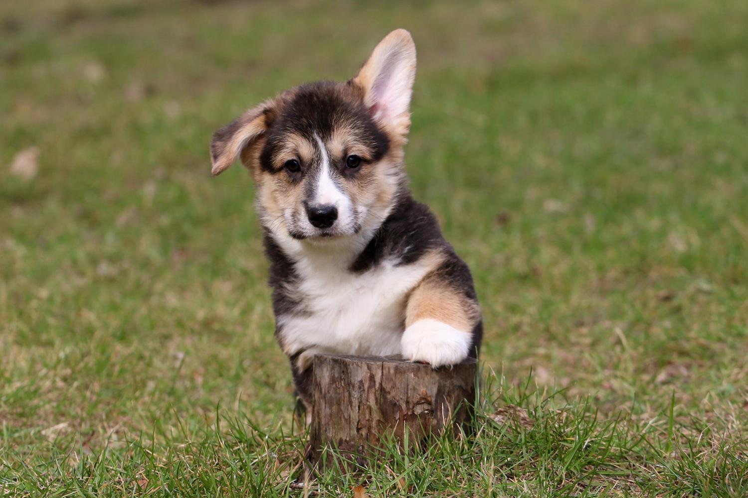 Дуже милі цуценята коргі пемброк