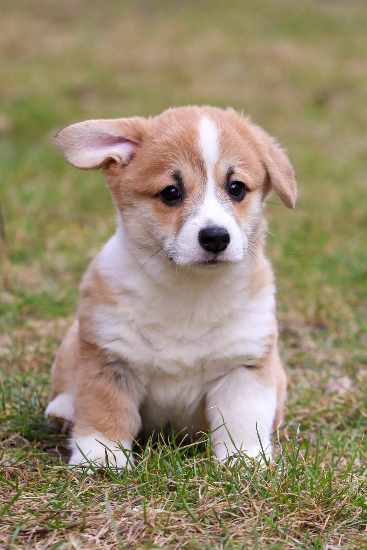 Дуже милі цуценята коргі пемброк