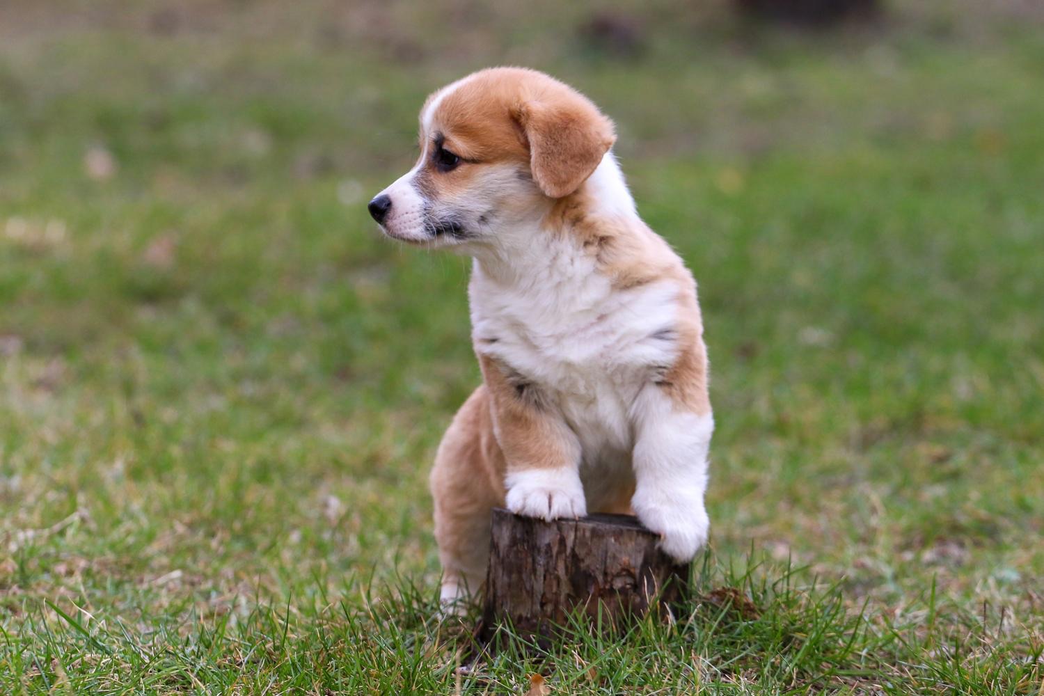 Дуже милі цуценята коргі пемброк