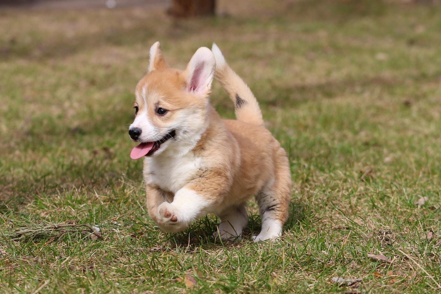Дуже милі цуценята коргі пемброк