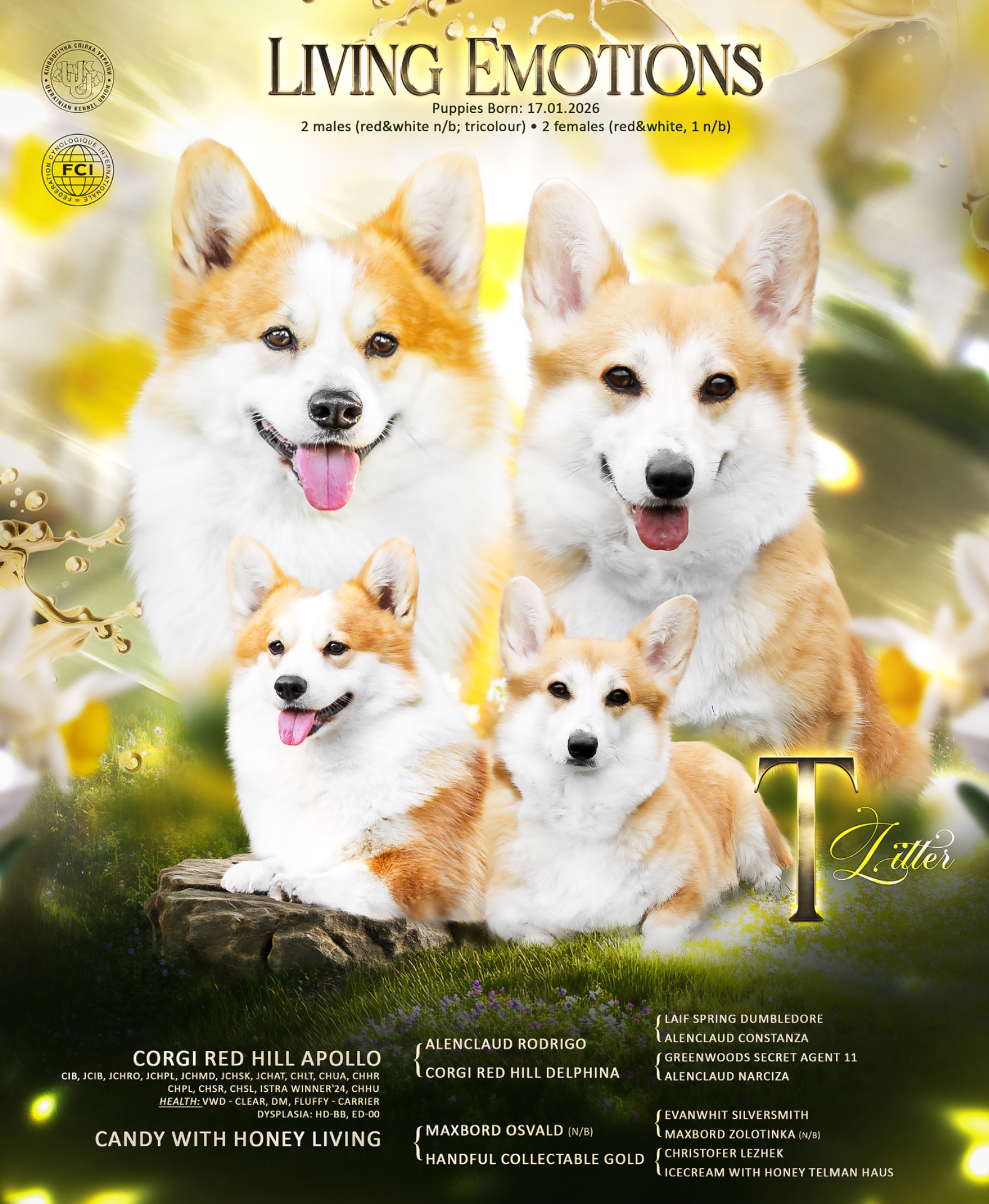 Дуже милі цуценята коргі пемброк