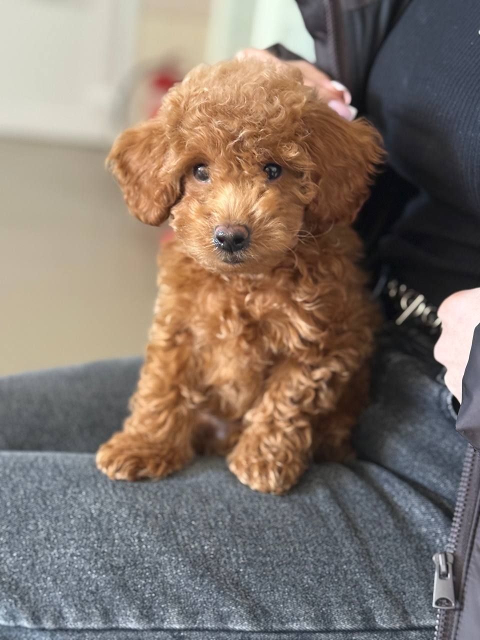 Щенок малыш Пудель