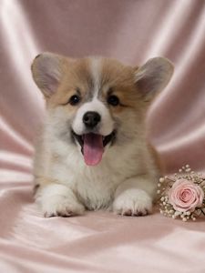 Цуценя вельш коргі пемброк дівчинка 2 місяці флаффі