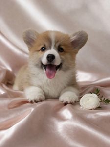 Цуценя вельш коргі пемброк дівчинка 2 місяці флаффі