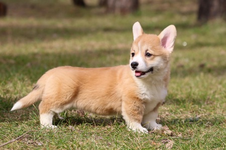 Дуже милі цуценята коргі пемброк