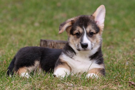 Дуже милі цуценята коргі пемброк