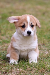 Дуже милі цуценята коргі пемброк